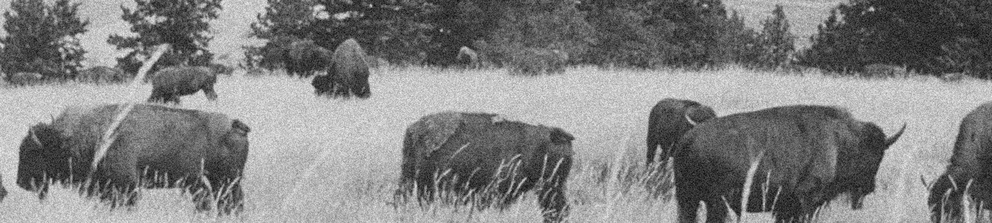 Black and white photograph of a herd of bison grazing in a field with trees in the background.