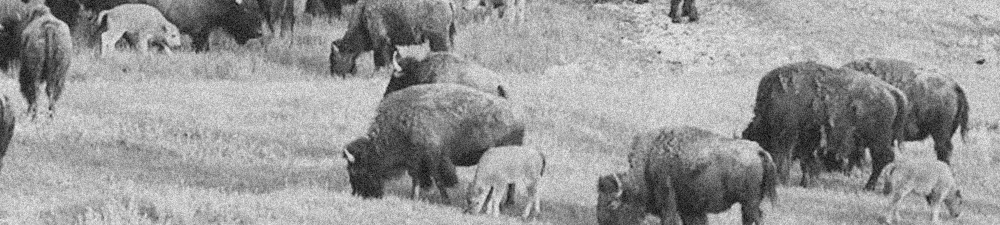 Black and white photograph of a herd of bison in a field