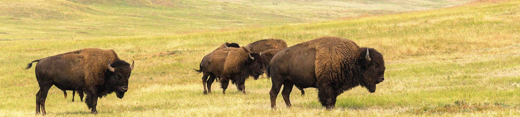 Three bison standing in a grassy field