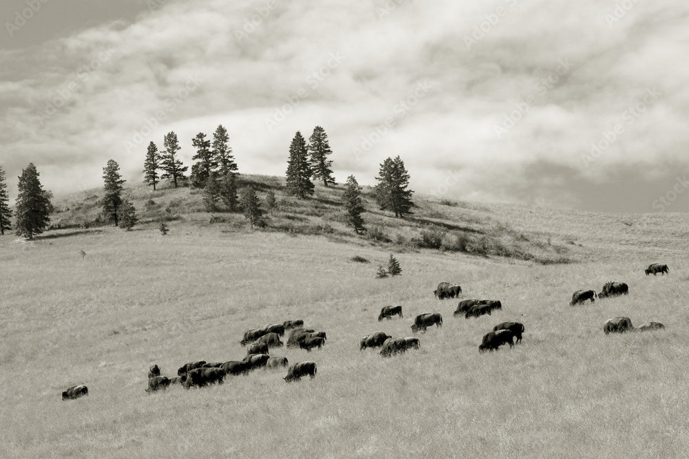 People and Animals Are Meant to Move