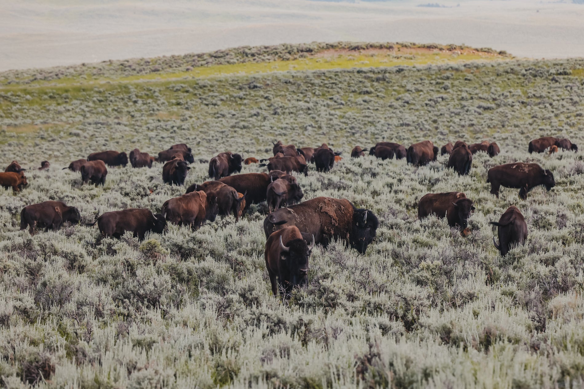 Whole Animal Utilization