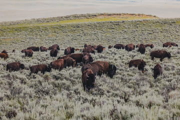 Whole Animal Utilization