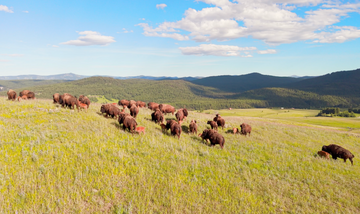 Is Bison Healthier Than Beef?