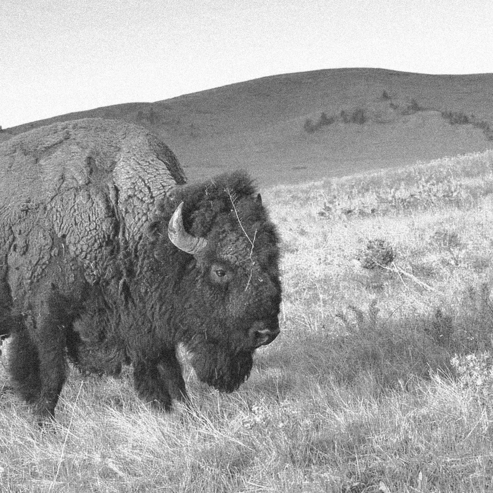 Why Did We Make Jerky With Bison Liver in It?