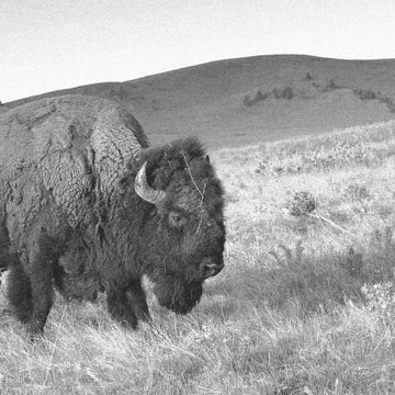 Why Did We Make Jerky With Bison Liver in It?